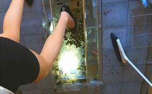 ドS女王様がパンプスでゴキブリを圧巻の大量虐殺！